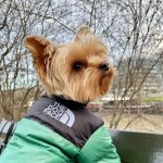 the dog face puffer jacket green