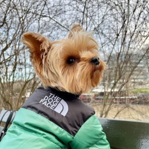 the dog face puffer jacket green