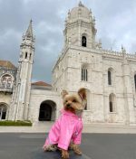 reflective-safety-yorkie-raincoat