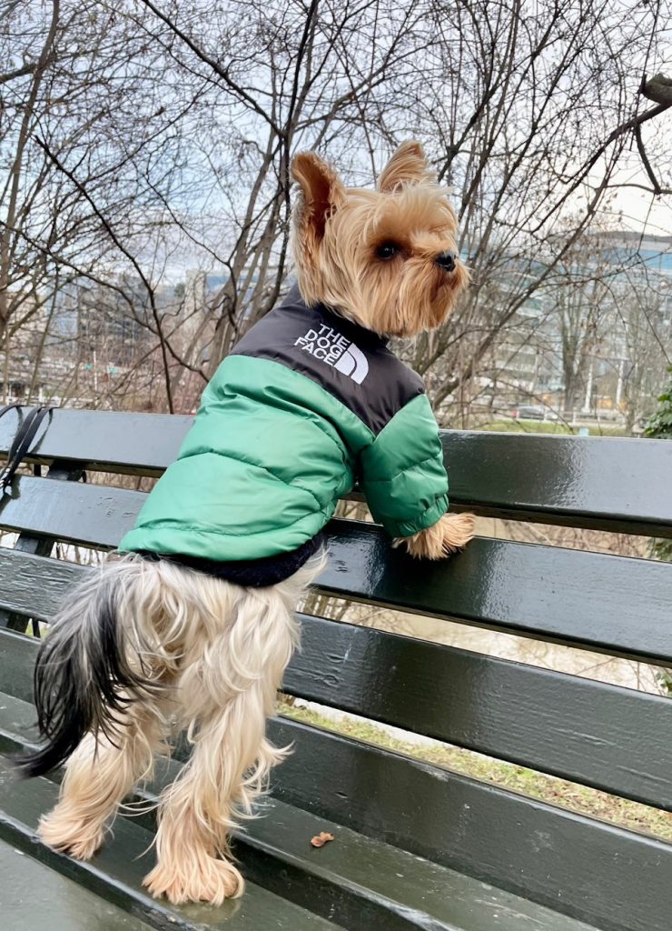 yorkies gram the dog face puffer jacket