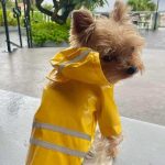 reflective safety yorkie raincoat