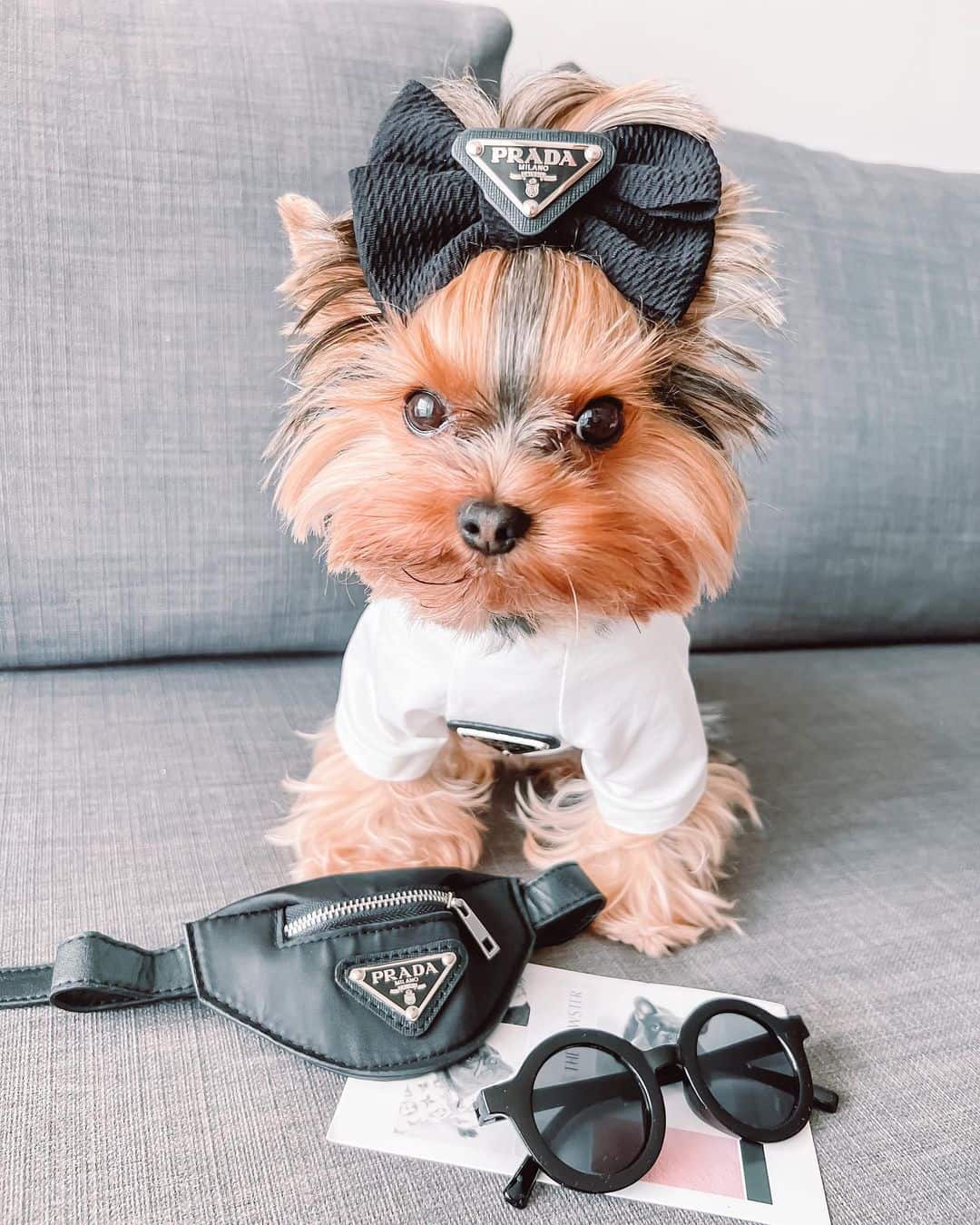 Louis Pup Monogram Bag & Leash | Paws Circle | Designer Dog Accessories