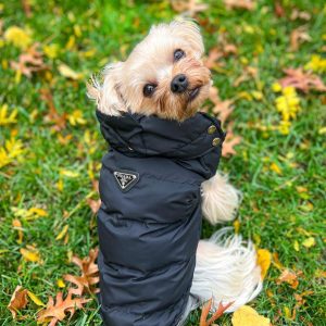 Dog clothes for teacup yorkies best sale