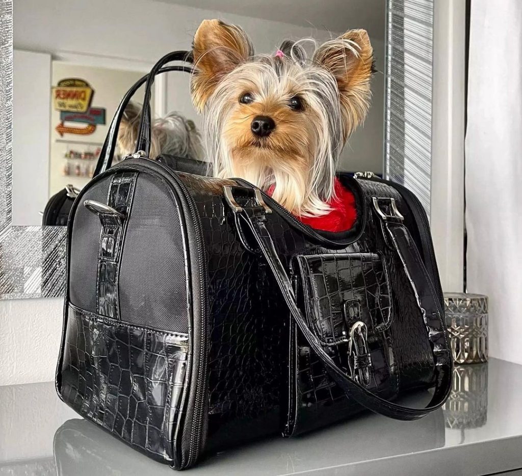 toni dog carrier