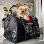 toni dog carrier