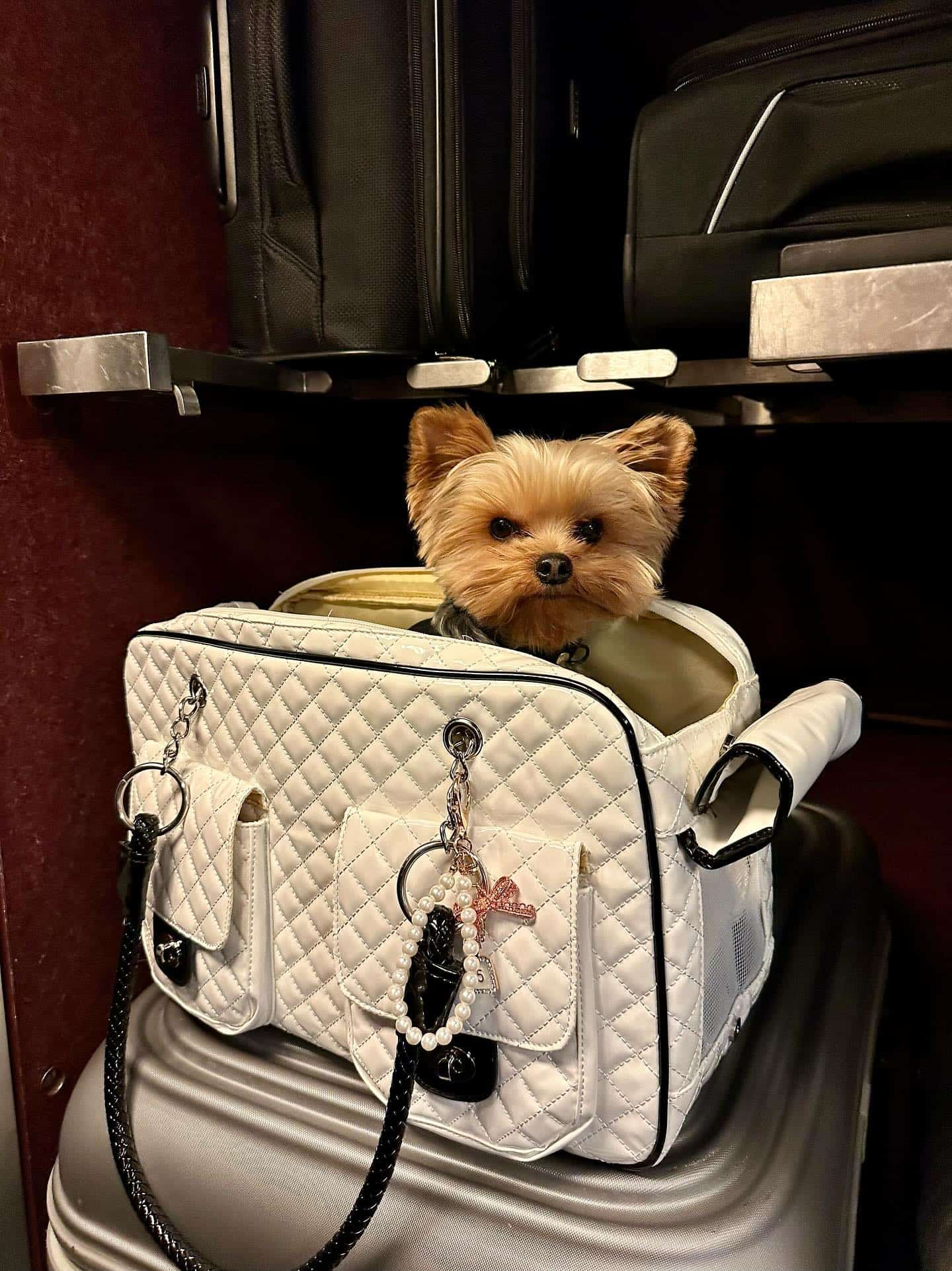 Puppy Portable Shoulder Handbag Dog Bag Pet Cat Chihuahua Supplies Small Dog  Carriers & Bags dog bag for small dog