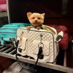 yorkies gram peco luxury dog carrier