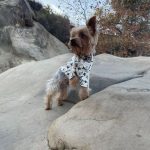love-me-dog-hoodie-white