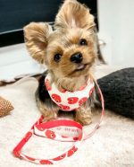 hearts-play-harness-leash