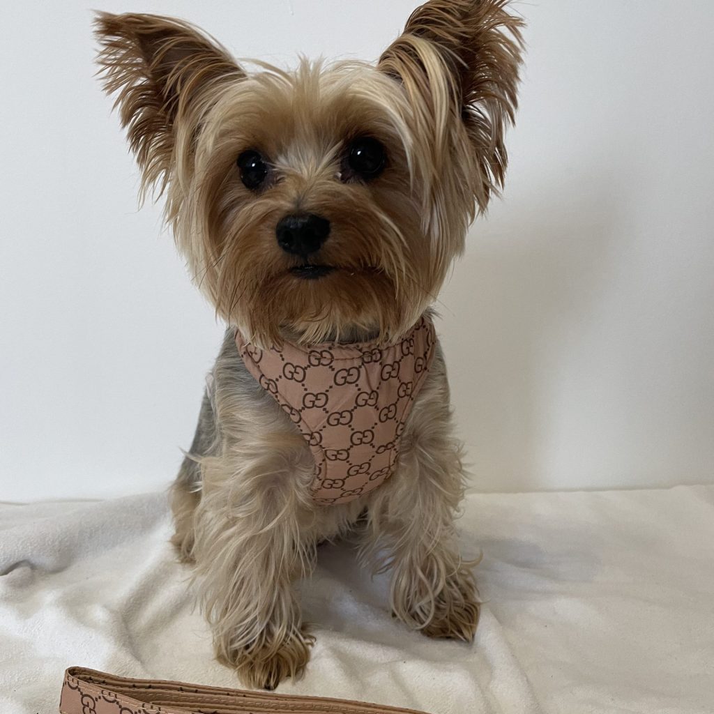 fashion adjustable gg harness leash yorkies gram