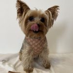 fashion adjustable gg harness leash