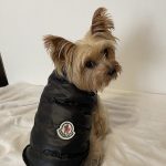 yorkie winter jackets