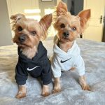 nike dog hoodie