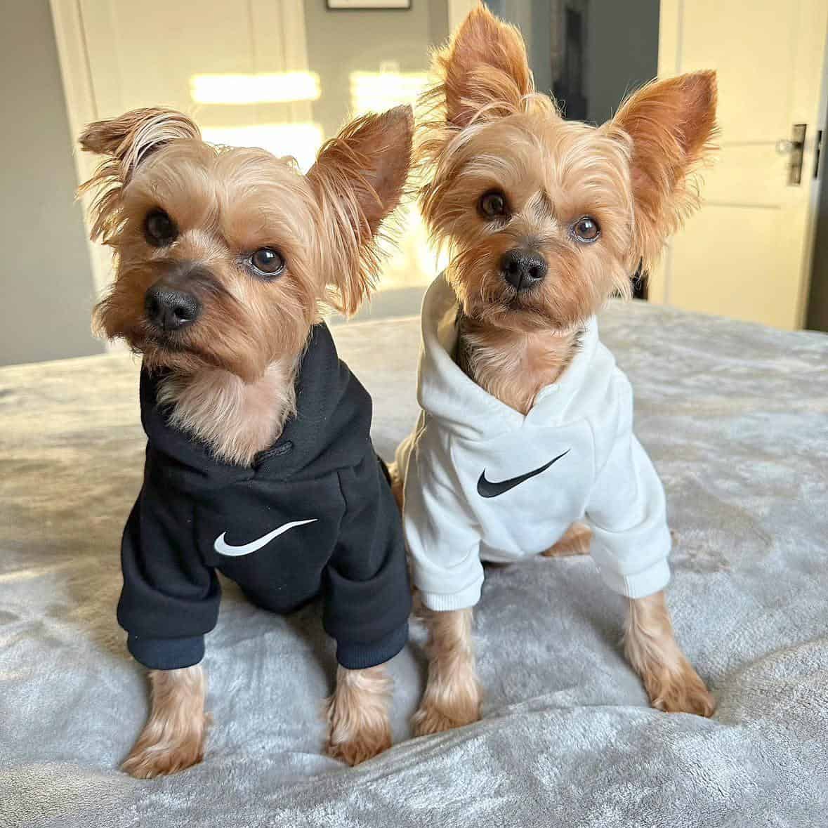 Nike Dog • Gram