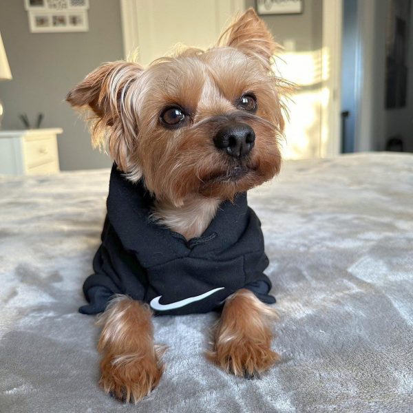 nike dog hoodie black