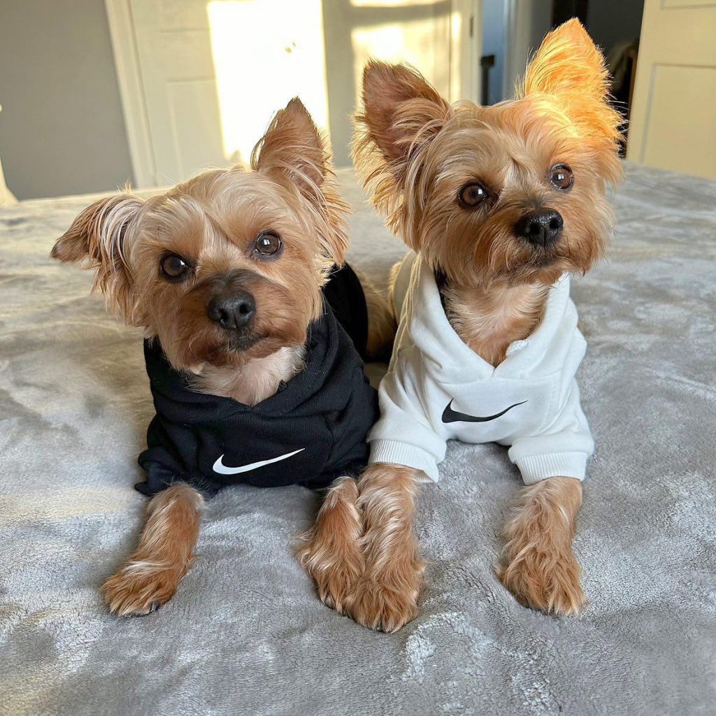 nike dog hoodie