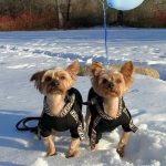 pucci paw dog hoodie