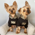 pucci paw dog hoodie