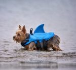 Yorkie Shark Swimming Vest