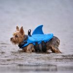 Yorkie Shark Swimming Vest