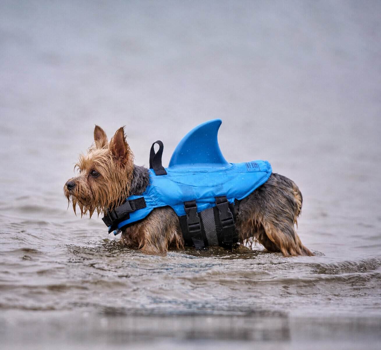 yorkie-shark-swimming-vest-543 Yorkie Shark Swimming Vest - Image 1
