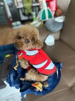 finnypaws-fish-inspired-yorkie-swim-vest