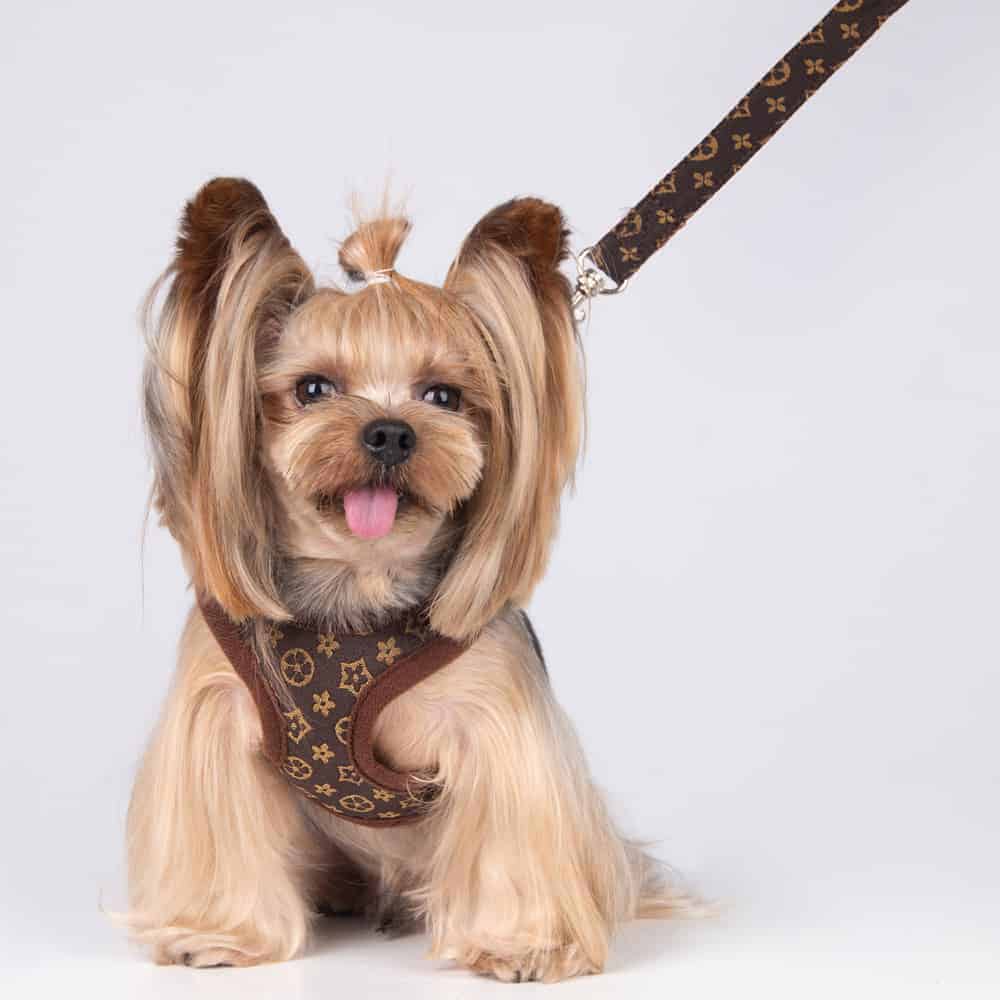 yorkie harnesses