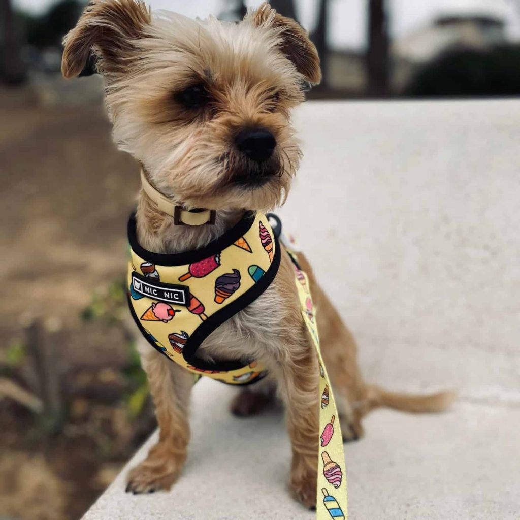 best harness for a yorkie