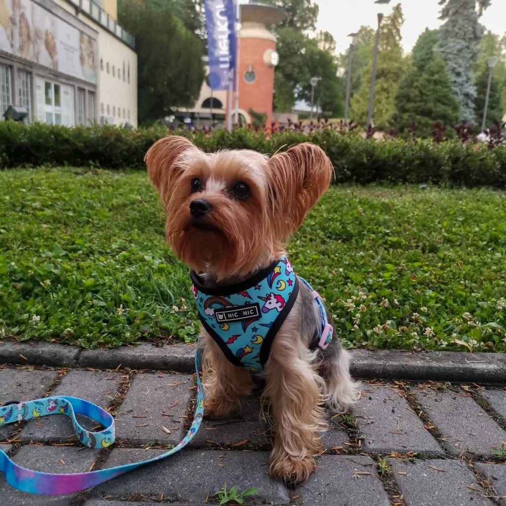 best yorkie harness