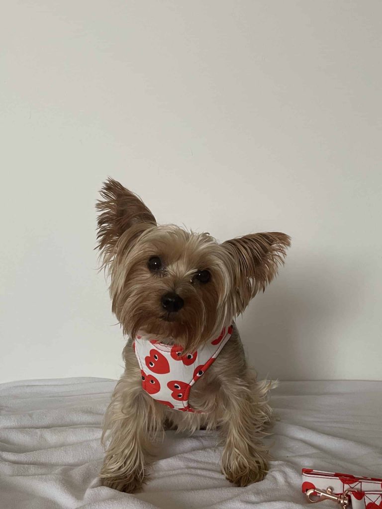 best yorkie harness