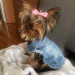 yorkshire-terrier-denim-shirt