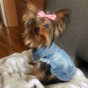 yorkshire-terrier-denim-shirt