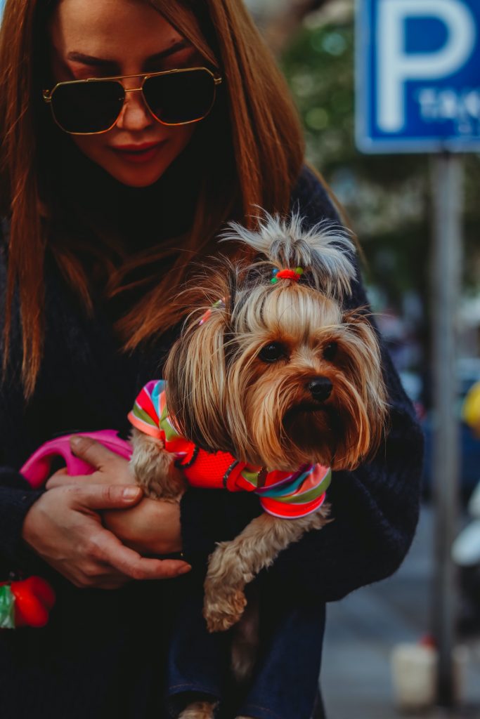 YORKIE DOG