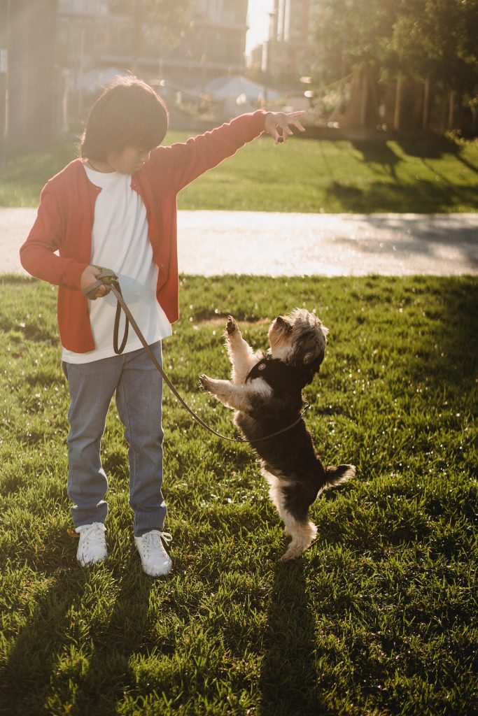 YORKIE TRAINING