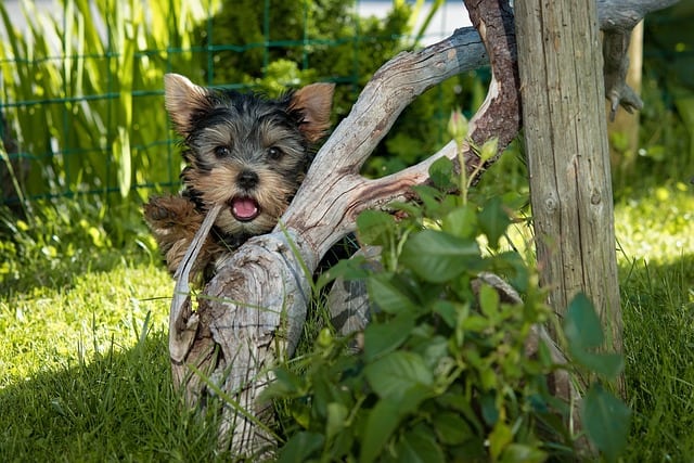 yorkie terrier breed