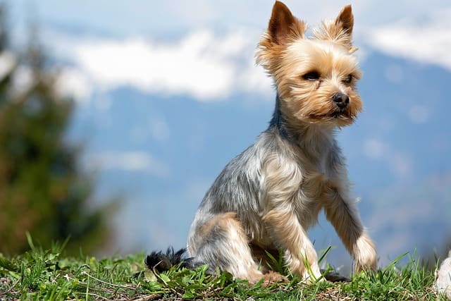 Yorkshire terrier breed