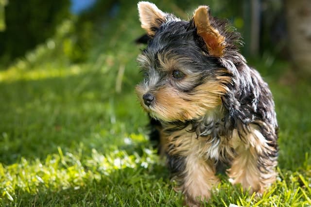 yorkie foods to avoid