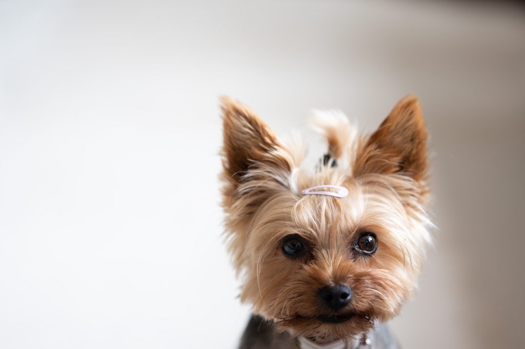 types of yorkies