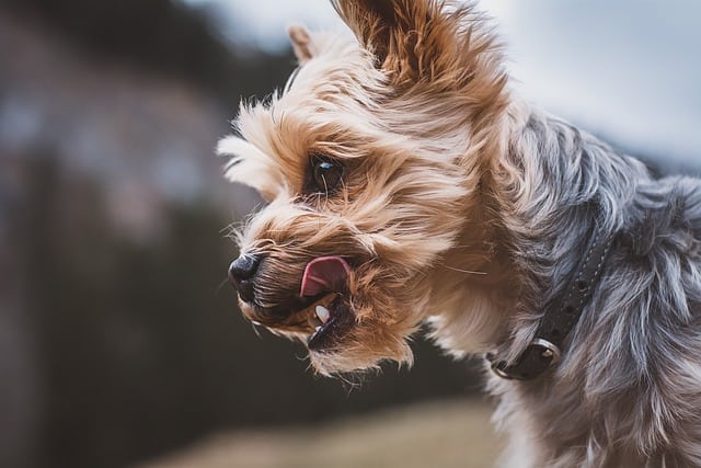 yorkie licks everything