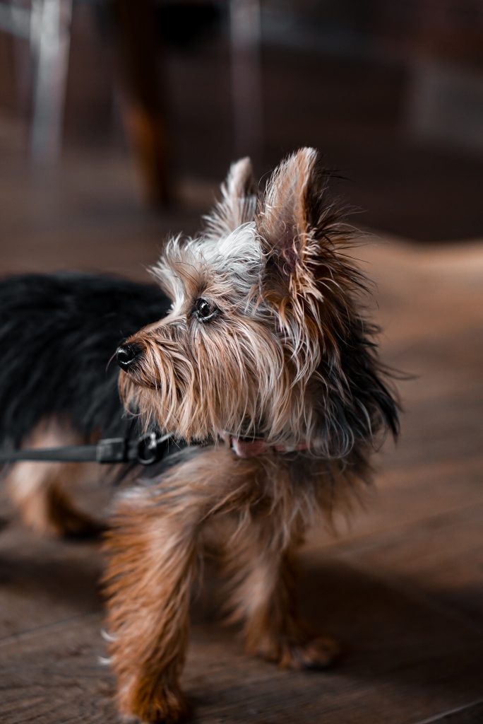 yorkies potty training