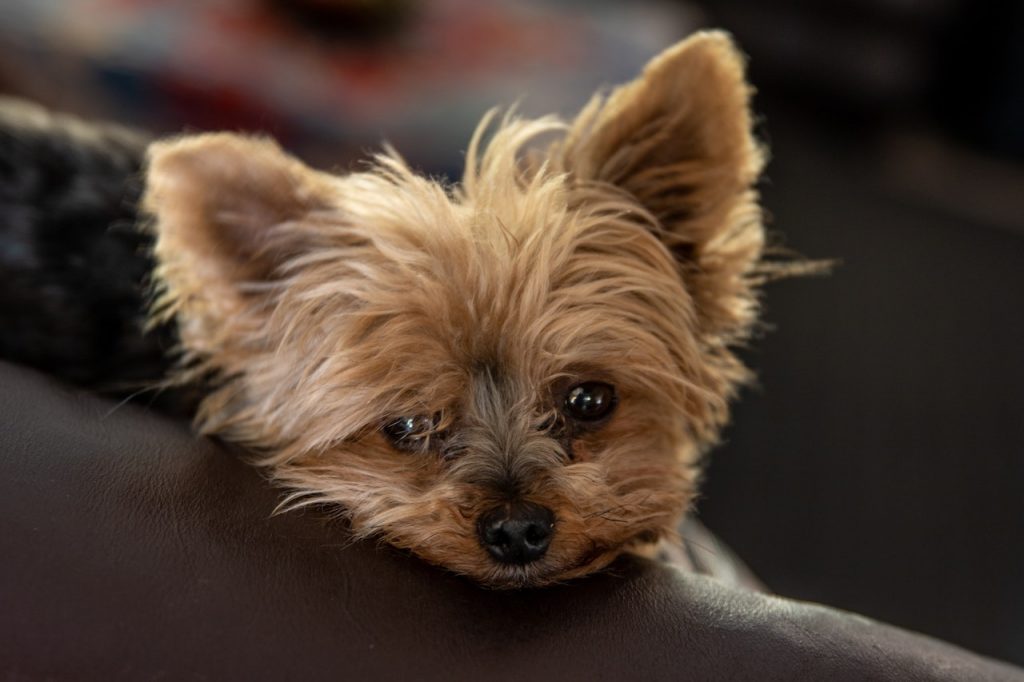 are yorkies good with kids