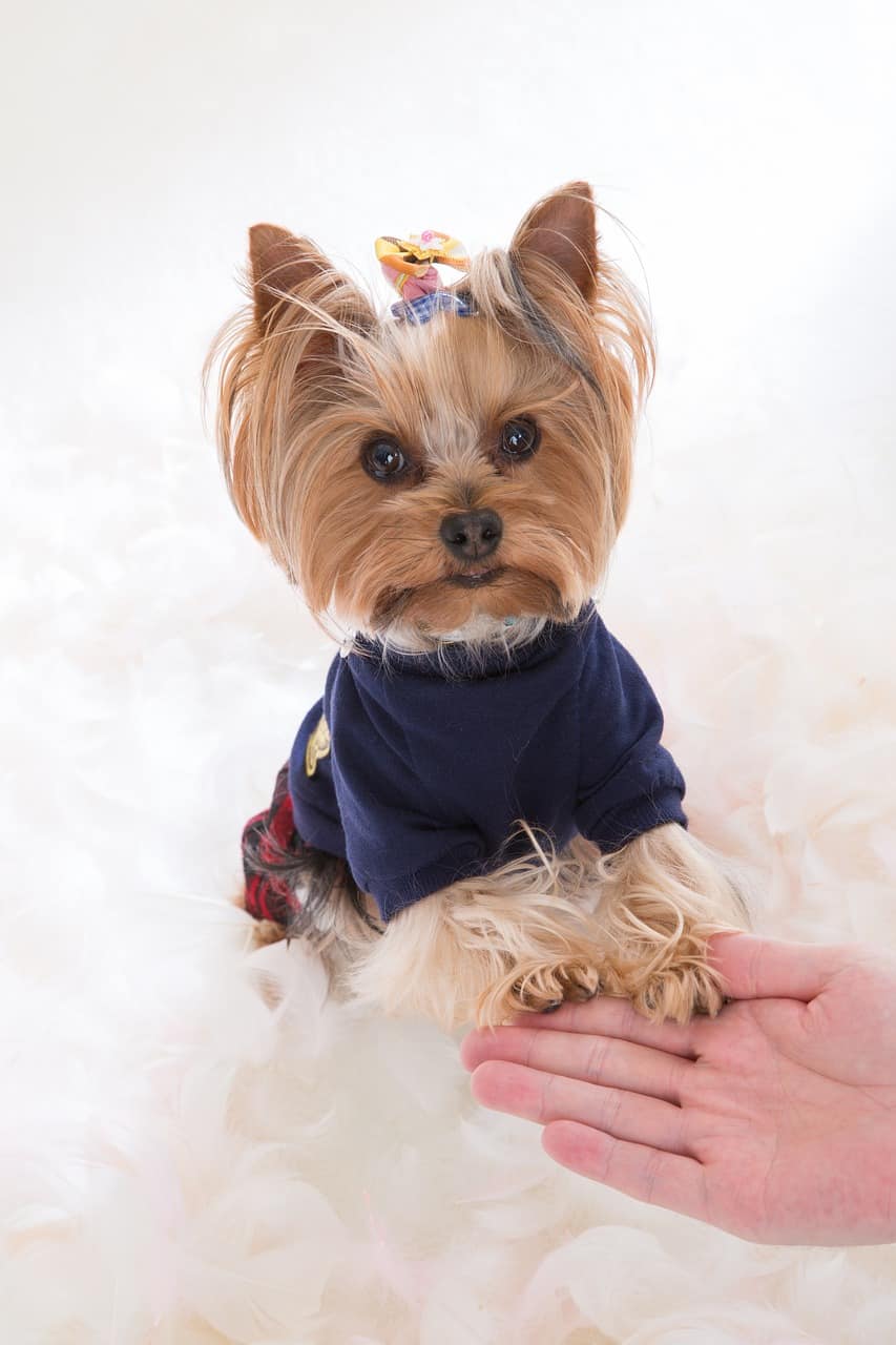 t-shirts for yorkies