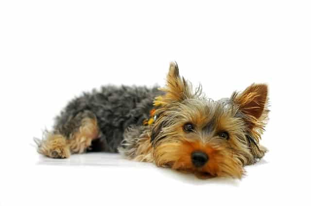 yorkie mix breeds