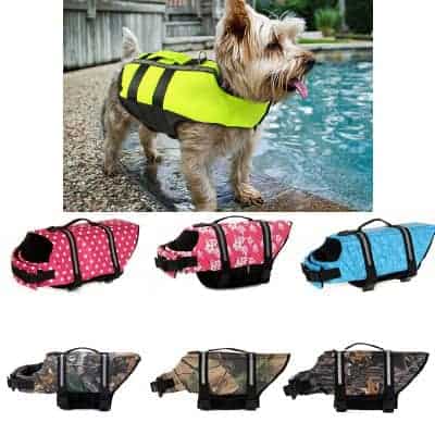 can yorkies swim