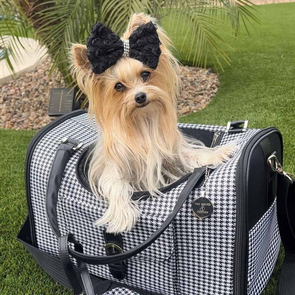 yorkie carrier