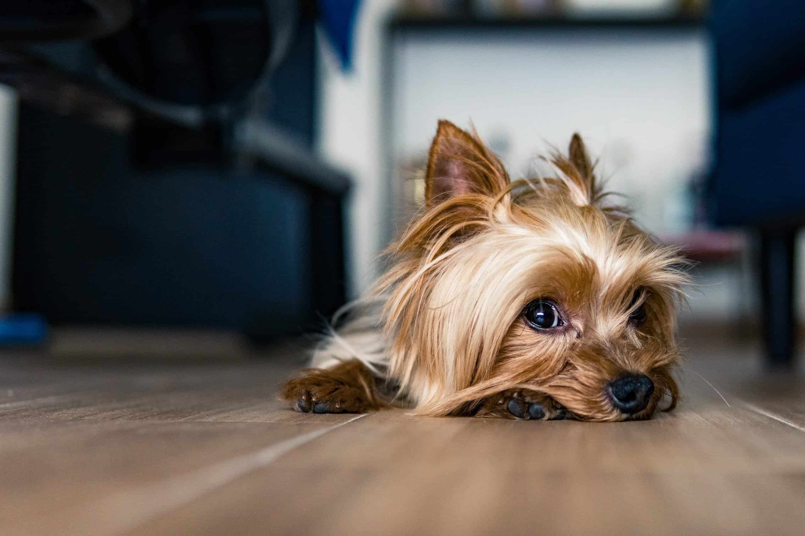 rare yorkie colors