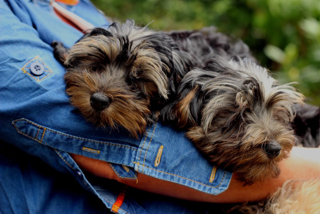 yorkie paws