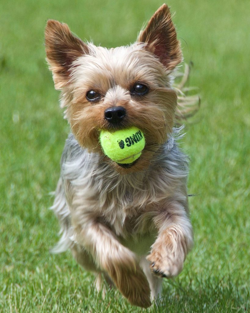 rare yorkie colors