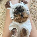 kawaii-bear-molding-yorkie-pajama