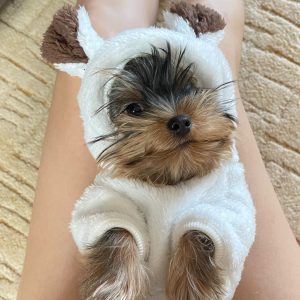 kawaii-bear-molding-yorkie-pajama